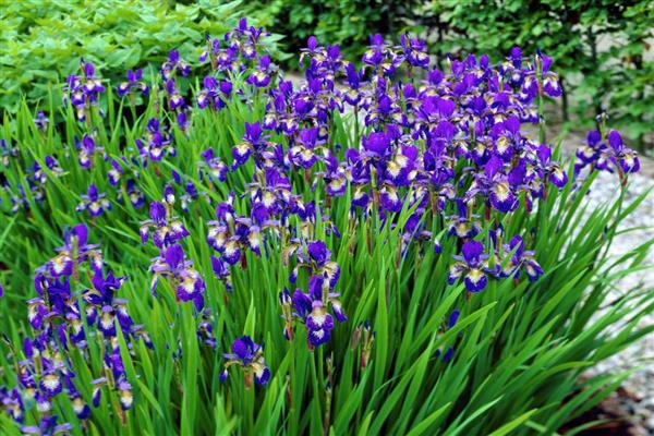 Sibirska iris