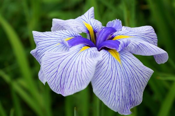 Litrato ng Japanese iris