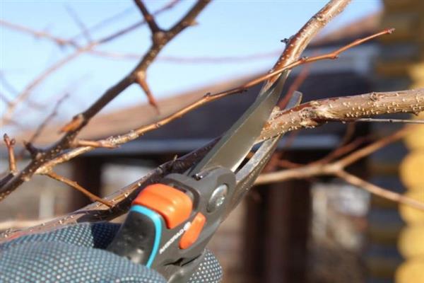 Pruning peras litrato