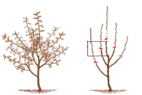 Pruning peras litrato