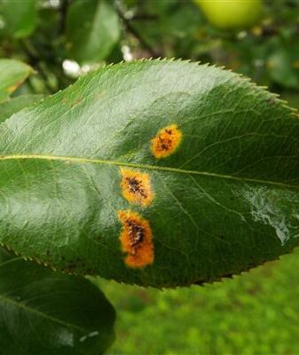 Rouille sur une photo de poire