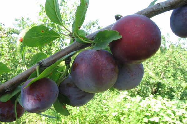 Plum Kabardinka photo